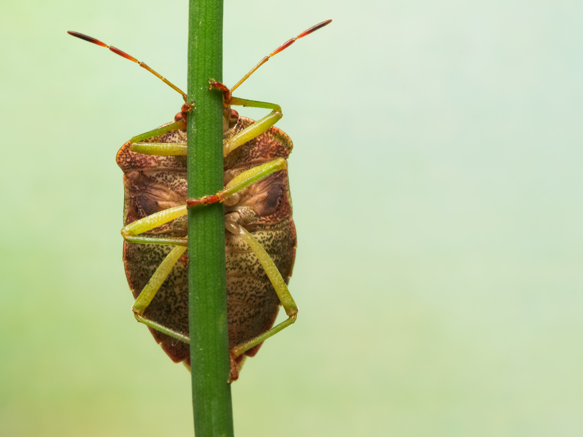 Shield Bug